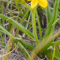Hypoxis argentea