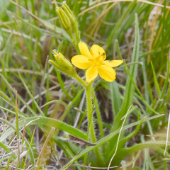 Hypoxis argentea