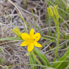 Hypoxis argentea
