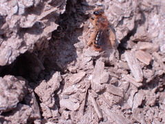Leioproctus fulvescens