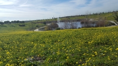 Brassiceae