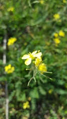 Brassiceae