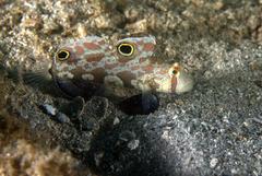 Signigobius biocellatus
