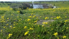 Brassiceae