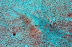 Coryphopterus venezuelae