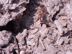 Leioproctus fulvescens