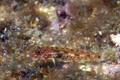 Coryphopterus urospilus