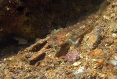 Coryphopterus urospilus