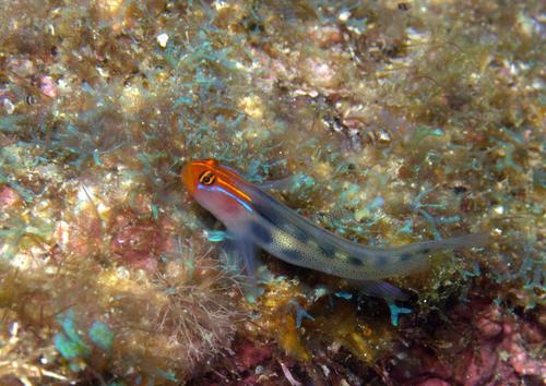 Redhead Goby
