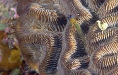 Coryphopterus lipernes