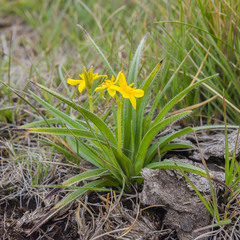 Hypoxis argentea