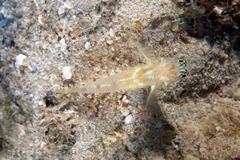 Coryphopterus eidolon