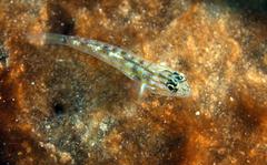 Coryphopterus eidolon