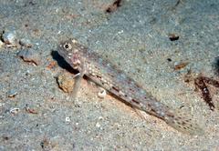 Istigobius decoratus