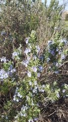 Salvia rosmarinus