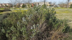 Salvia rosmarinus