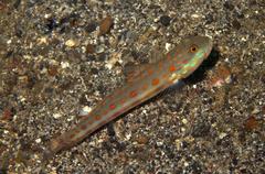 Valenciennea puellaris