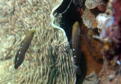 Koumansetta rainfordi