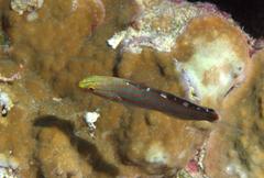 Koumansetta rainfordi