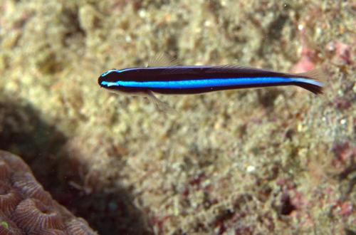 Neon Goby