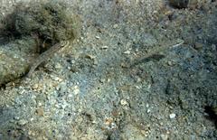 Valenciennea muralis