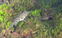 Acentrogobius janthinopterus