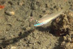 Valenciennea randalli