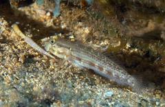 Gnatholepis thompsoni