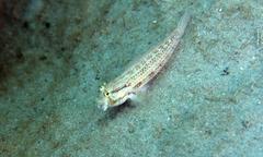 Gnatholepis thompsoni