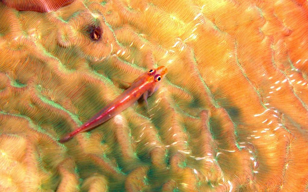 Sinularia Ghostgoby