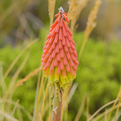 Kniphofia hirsuta