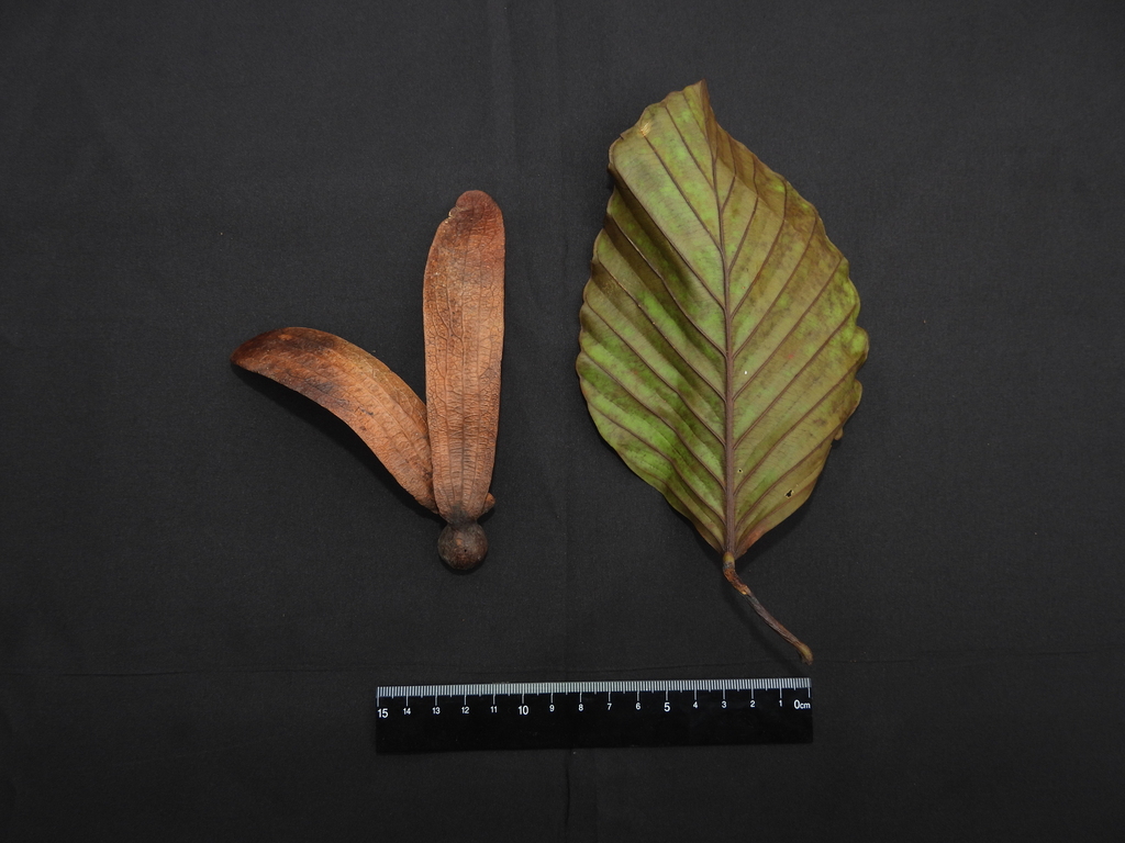 Dipterocarpus hasseltii (Dipterocarpus hasseltii)