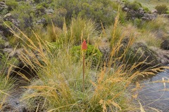 Kniphofia hirsuta
