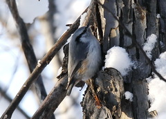 Sitta europaea albifrons