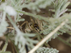 Cheiracanthium virescens