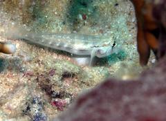 Gnatholepis cauerensis