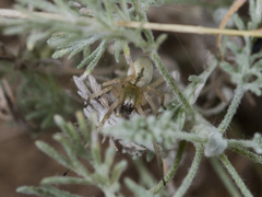Cheiracanthium virescens