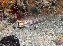 Gnatholepis cauerensis