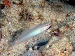 Amblygobius decussatus