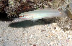 Amblygobius decussatus