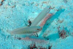 Amblygobius decussatus