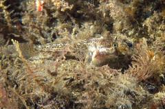 Gnatholepis thompsoni