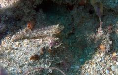 Coryphopterus dicrus