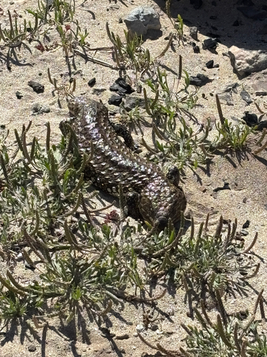 Shingleback