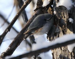 Sitta europaea albifrons