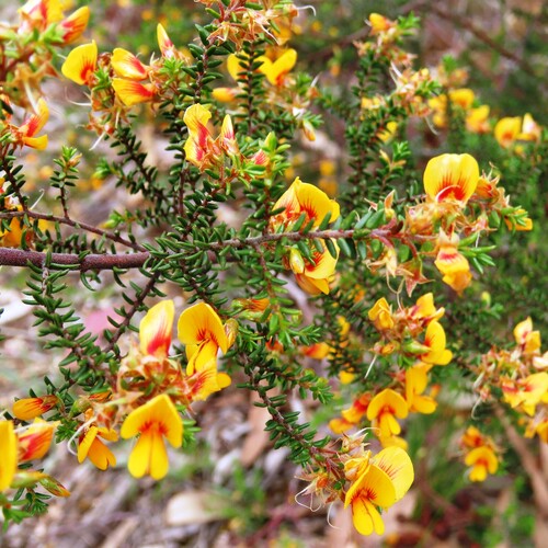 scented bush-pea (Pultenaea graveolens)