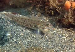 Coryphopterus glaucofraenum