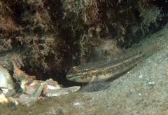 Coryphopterus glaucofraenum