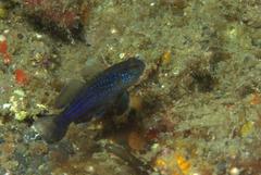 Asterropteryx ensifera