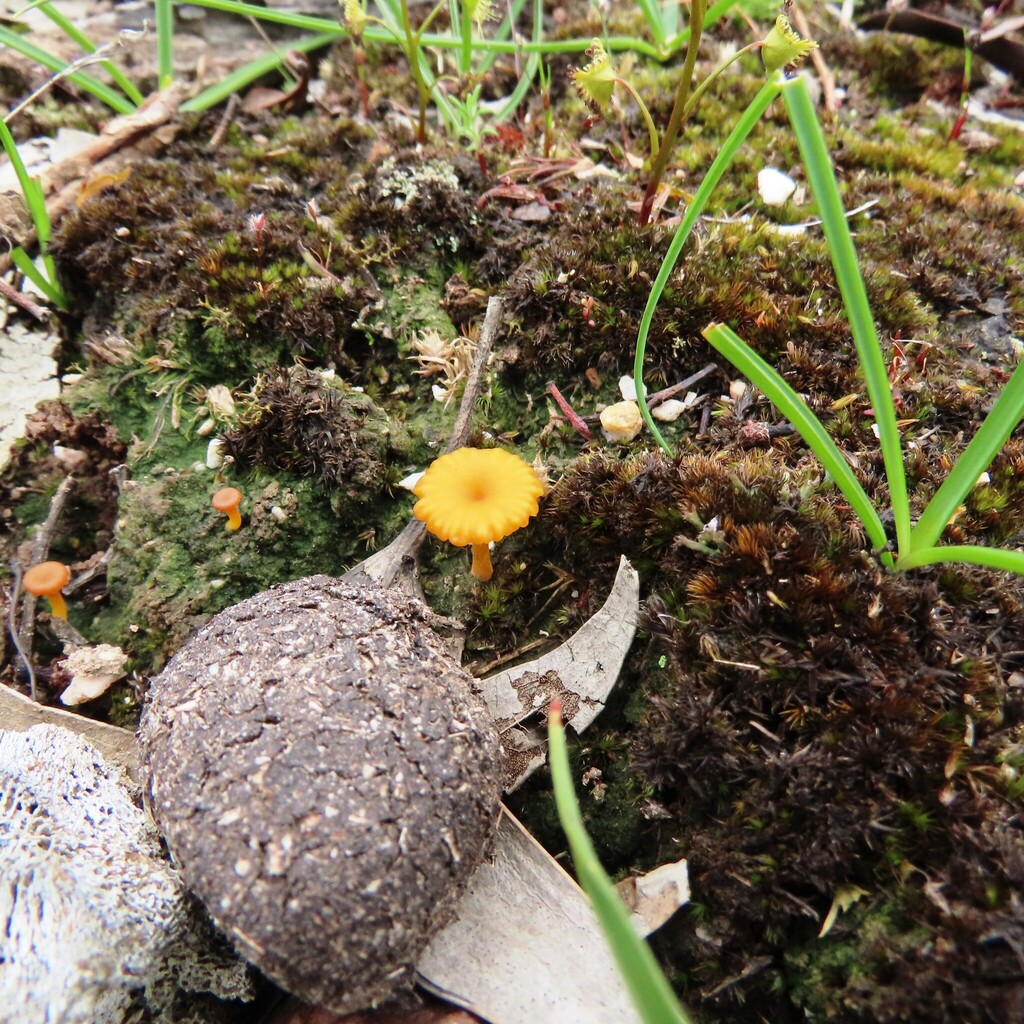 Lichenomphalia chromacea · November 2025 · photo: © cygnet (iNaturalist, cc-by)